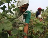 harvesting harvesting