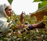 Hand-Harvesting Organic Cotton Boles Hand-Harvesting Organic Cotton Boles
